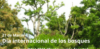 Día Internacional de los bosques