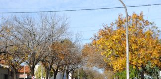 Conversatorio “Ley del Árbol”