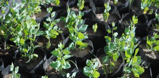 Ciclo de Encuentros de Capacitación – “Flor Nativa de Santa Fe: conocer, colectar y multiplicar”