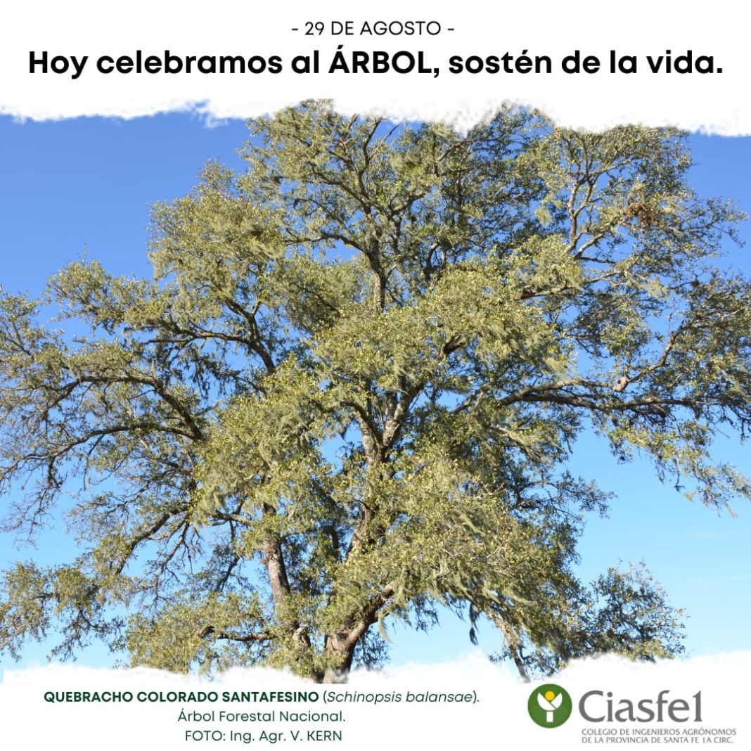 DÍA DEL ÁRBOL 2022